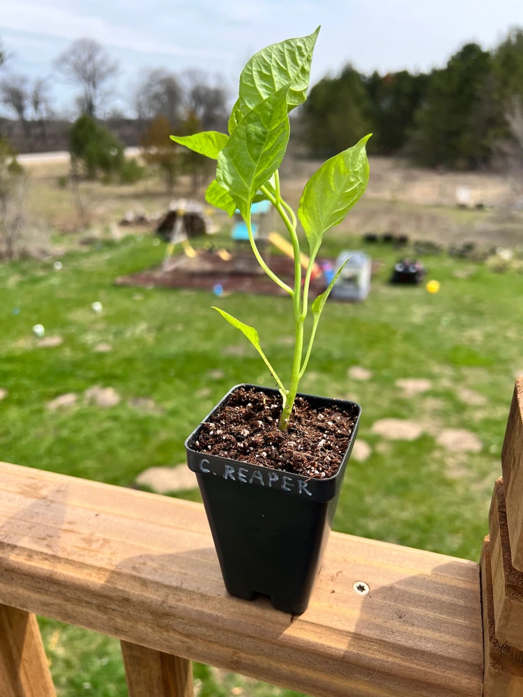 Carolina Reaper Pepper Live Plant - 2.5" Pot - Extremely Hot Chili - Image 1