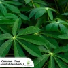 Cassava Yuca Live Plant - Manihot Esculenta - 2.5 inch pot - Edible Root - Image 1