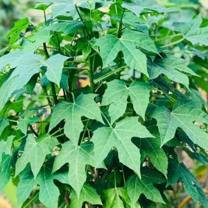 Chaya Live Plant 12-16in 1 Gallon Pot - Edible Spinach Tree - Image 2