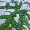 Chaya Live Plant 12-16in 1 Gallon Pot - Edible Spinach Tree - Image 1