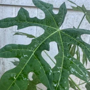 Chaya Live Plant 12-16in 1 Gallon Pot - Edible Spinach Tree - Image 1