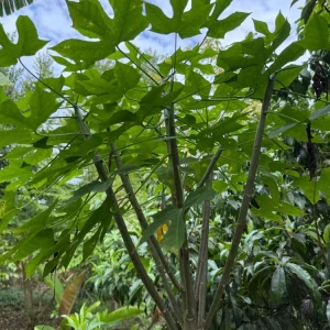 Chaya Live Plant - Spinach Tree - Edible Garden Plant - Image 2