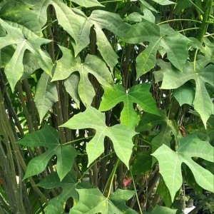 Chaya Live Plant - Spinach Tree - Edible Garden Plant - Image 1
