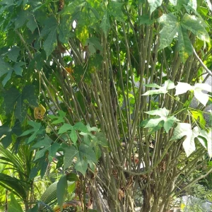 Chaya Plant Live - Edible Spinach Tree in 4-inch Pot - Image 2