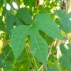 Chaya Plant Live - Edible Spinach Tree in 4-inch Pot - Image 1