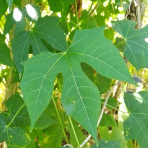 Chaya Plant Live - Edible Spinach Tree in 4-inch Pot - Image 1