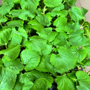 Chinese Bittermelon Live Seedlings - 4 Pack, Ready to Plant, Outdoor Vegetable - Image 2