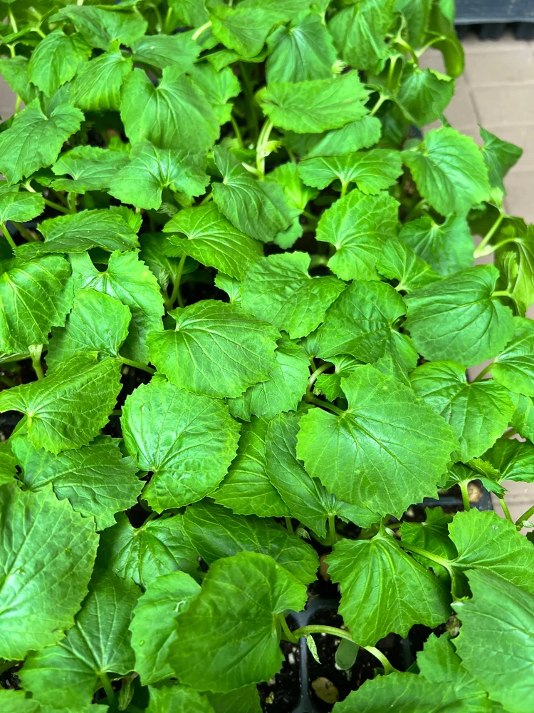 Chinese Bittermelon Live Seedlings - 4 Pack, Ready to Plant, Outdoor Vegetable - Image 2