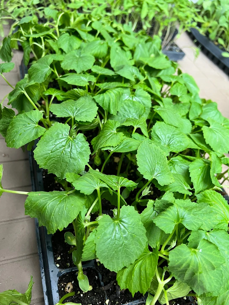 Chinese Bittermelon Live Seedlings - 4 Pack, Ready to Plant, Outdoor Vegetable - Image 1