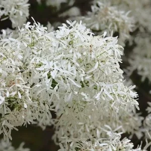 Chinese Fringe Tree - 6 - 12" Tall - Grown in a Trade 1 Gallon Container - Image 2