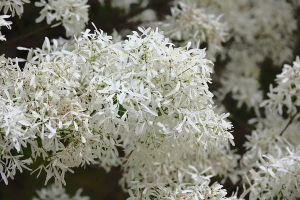 Chinese Fringe Tree - 6 - 12" Tall - Grown in a Trade 1 Gallon Container - Image 2