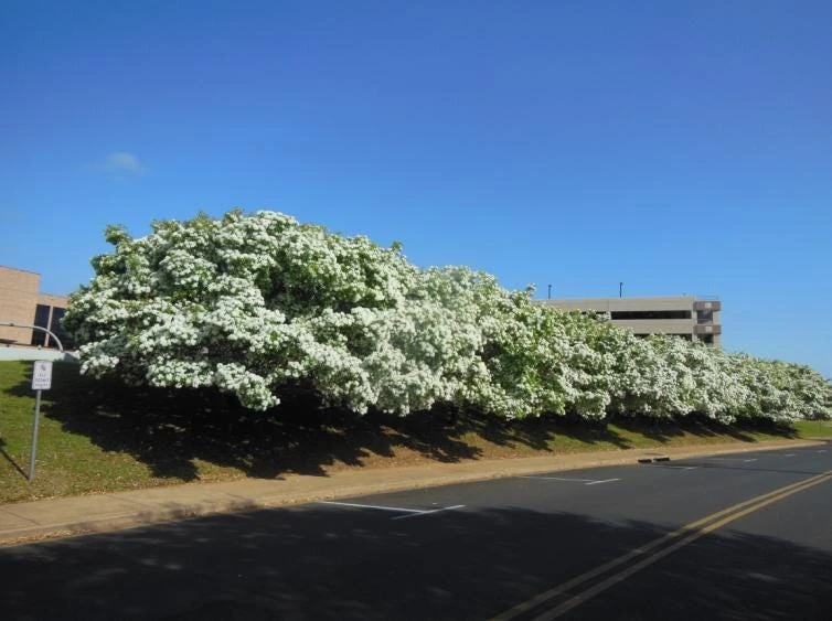 Chinese Fringe Tree - 6 - 12" Tall - Grown in a Trade 1 Gallon Container - Image 3