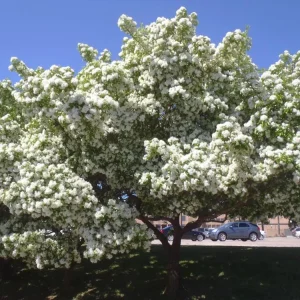 Chinese Fringe Tree - 6 - 12" Tall - Grown in a Trade 1 Gallon Container - Image 1