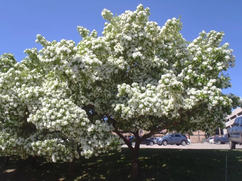 Chinese Fringe Tree - 6 - 12" Tall - Grown in a Trade 1 Gallon Container - Image 1