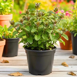 Chocolate Mint Live Plant - Fragrant Herb, 5 Inches Tall in 3.5 Inch Pot - Image 2
