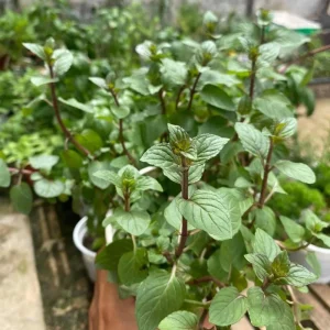 Chocolate Mint Live Plant - Fragrant Herb, 5 Inches Tall in 3.5 Inch Pot - Image 3