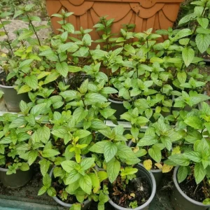 Chocolate Mint Live Plant - Fragrant Herb, 5 Inches Tall in 3.5 Inch Pot - Image 4