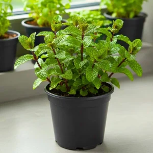 Chocolate Mint Live Plant - Fragrant Herb, 5 Inches Tall in 3.5 Inch Pot - Image 5