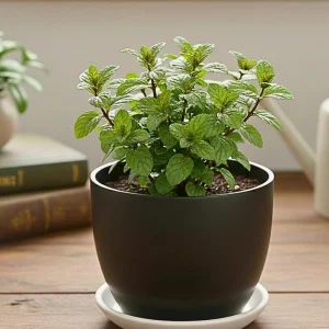 Chocolate Mint Live Plant - Fragrant Herb, 5 Inches Tall in 3.5 Inch Pot - Image 6