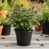 Chocolate Mint Live Plant - Fragrant Herb, 5 Inches Tall in 3.5 Inch Pot - Image 1
