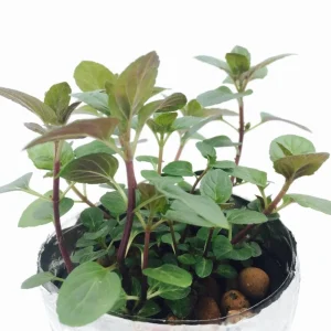 Chocolate Mint Live Plant - Fragrant Herb, 5 Inches Tall in 3.5 Inch Pot - Image 7