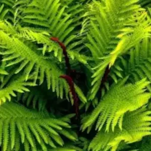Cinnamon Fern Bareroot - Osmundastrum cinnamomeum - Hardy Perennial Plant - Image 8
