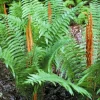 Cinnamon Fern Bareroot - Osmundastrum cinnamomeum - Hardy Perennial Plant - Image 1