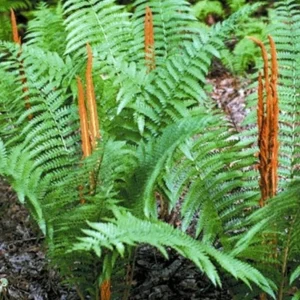 Cinnamon Fern Bareroot - Osmundastrum cinnamomeum - Hardy Perennial Plant - Image 1