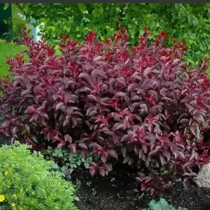 Cistena Plum Purple Leaf Sand Cherry Live Plant 2-3 ft Tall 4-inch Pot Outdoor - Image 2