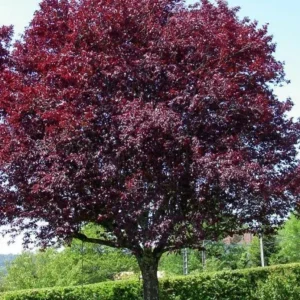 Cistena Plum Purple Leaf Sand Cherry Live Plant 2-3 ft Tall 4-inch Pot Outdoor - Image 3
