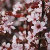 Cistena Plum Purple Leaf Sand Cherry Live Plant 2-3 ft Tall 4-inch Pot Outdoor - Image 1