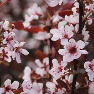 Cistena Plum Purple Leaf Sand Cherry Live Plant 2-3 ft Tall 4-inch Pot Outdoor - Image 1