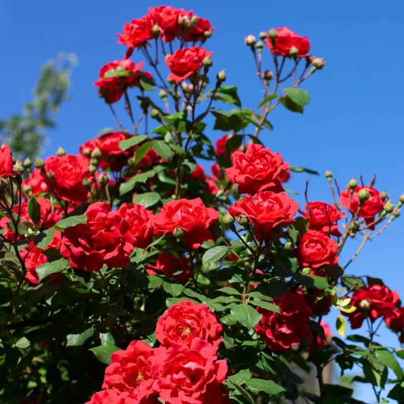Climbing Rose Live Plant - 2-3 Feet Tall, Vibrant Red Flowers, Fragrant, Outdoor - Image 2