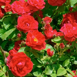 Climbing Rose Live Plant - 2-3 Feet Tall, Vibrant Red Flowers, Fragrant, Outdoor - Image 3