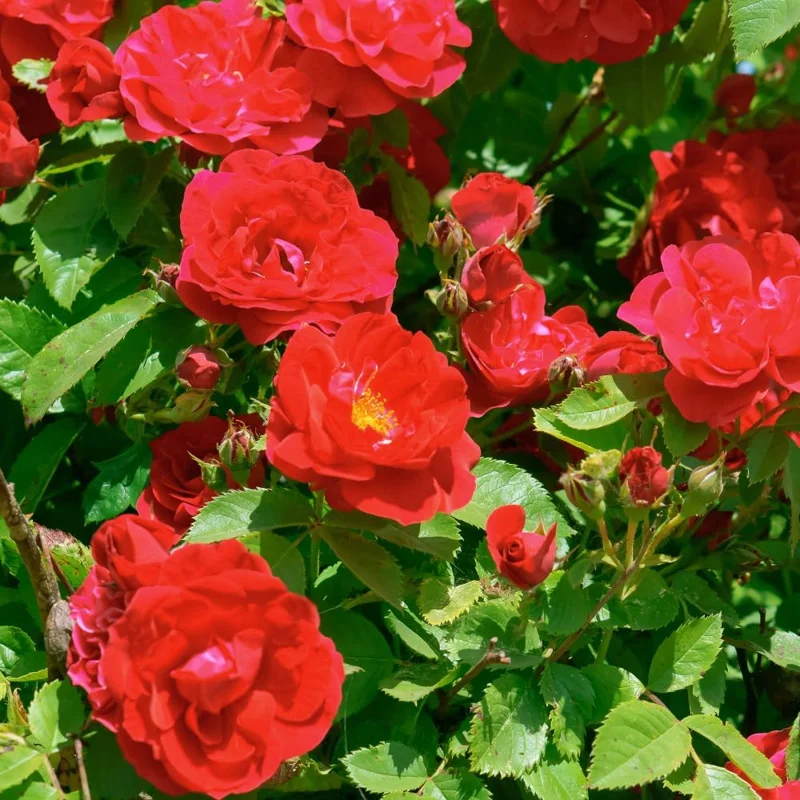 Climbing Rose Live Plant - 2-3 Feet Tall, Vibrant Red Flowers, Fragrant, Outdoor - Image 3