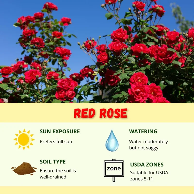 Climbing Rose Live Plant - 2-3 Feet Tall, Vibrant Red Flowers, Fragrant, Outdoor - Image 4