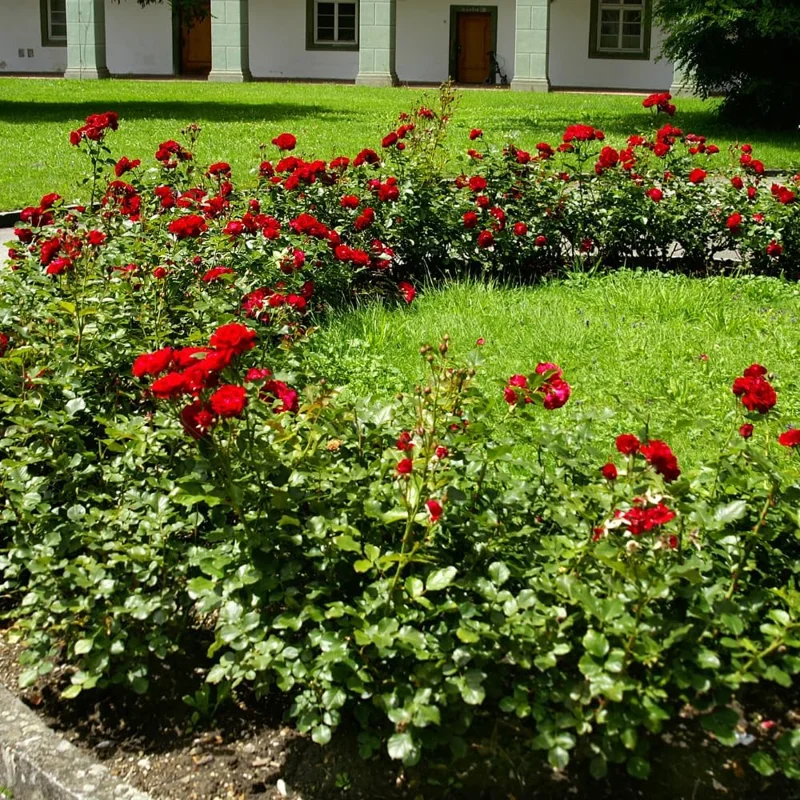 Climbing Rose Live Plant - 2-3 Feet Tall, Vibrant Red Flowers, Fragrant, Outdoor - Image 5