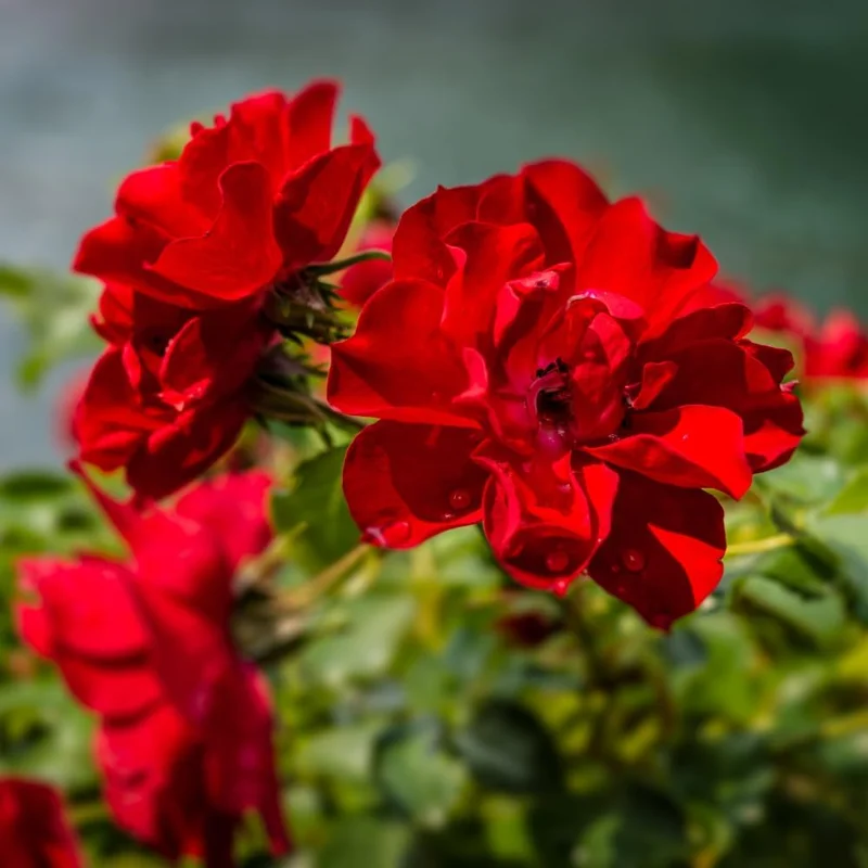 Climbing Rose Live Plant - 2-3 Feet Tall, Vibrant Red Flowers, Fragrant, Outdoor - Image 6
