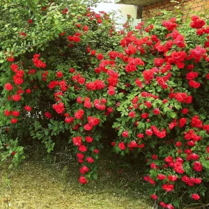Climbing Rose Live Plant - 2-3 Feet Tall, Vibrant Red Flowers, Fragrant, Outdoor - Image 7