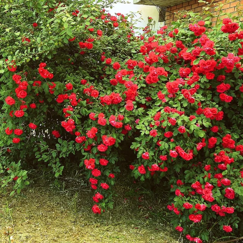 Climbing Rose Live Plant - 2-3 Feet Tall, Vibrant Red Flowers, Fragrant, Outdoor - Image 7