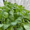 Collard Greens Live Seedlings - 6 Pack - Ready to Plant Vegetable Garden - Image 1