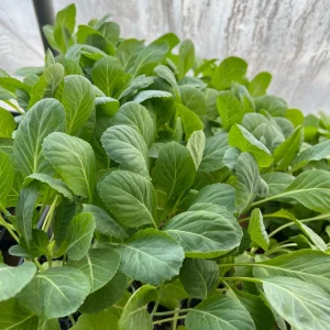 Collard Greens Live Seedlings - 6 Pack - Ready to Plant Vegetable Garden - Image 1