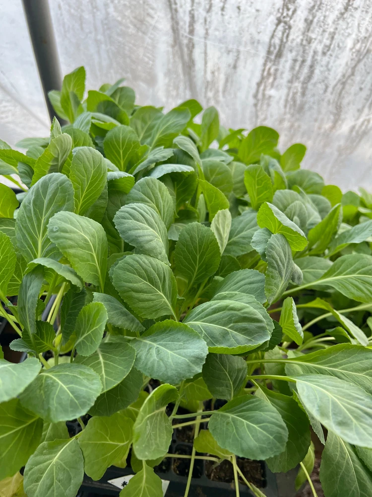 Collard Greens Live Seedlings - 6 Pack - Ready to Plant Vegetable Garden - Image 1