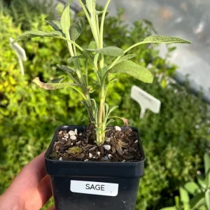 Common Sage Live Plant - Salvia officinalis - Herb for Culinary & Medicinal Use - 2.5 inch Pot - Image 2