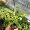 Common Sage Live Plant - Salvia officinalis - Herb for Culinary & Medicinal Use - 2.5 inch Pot - Image 1