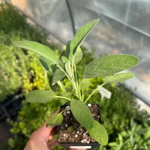 Common Sage Live Plant - Salvia officinalis - Herb for Culinary & Medicinal Use - 2.5 inch Pot - Image 1