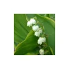 Convallaria majalis 'Hardwick Hall' Lily of the Valley Live Plant 5.25" Pot Perennial Ground Cover - Image 1