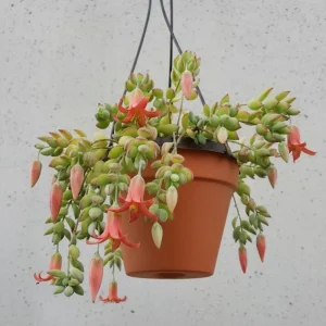 Cotyledon Pendens Live Plant – Trailing Succulent Houseplant – 2 inch Pot - Image 2