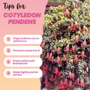 Cotyledon Pendens Live Plant – Trailing Succulent Houseplant – 2 inch Pot - Image 3