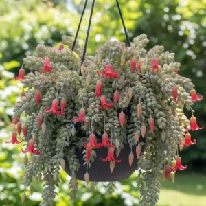 Cotyledon Pendens Live Plant – Trailing Succulent Houseplant – 2 inch Pot - Image 4